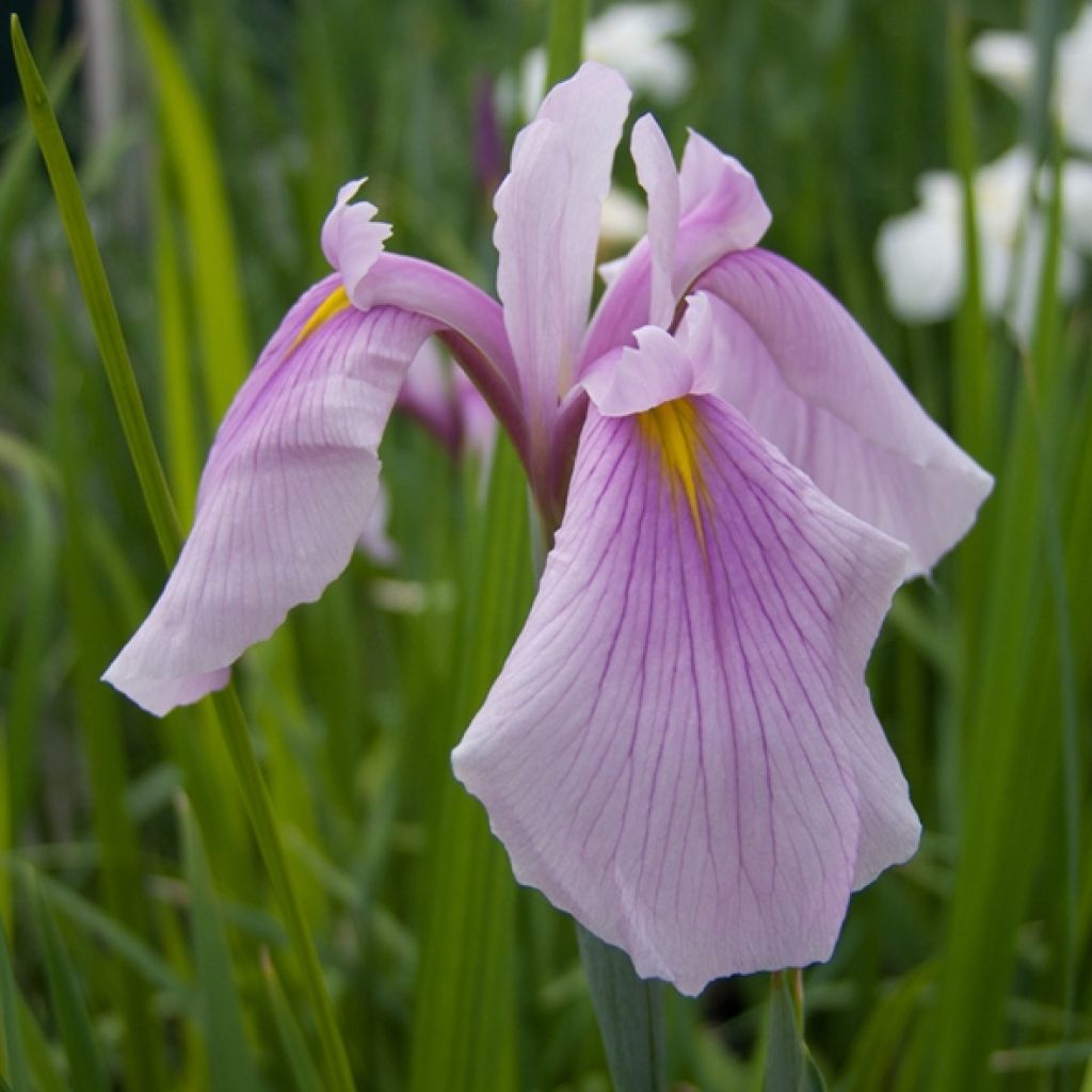 Iris ensata Rose Queen