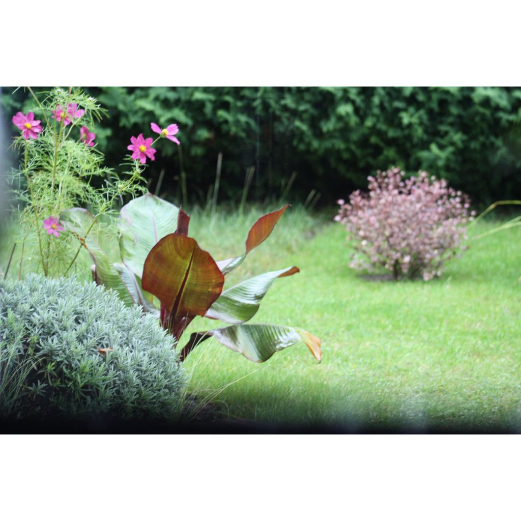 Ensete ventricosum Maurelii