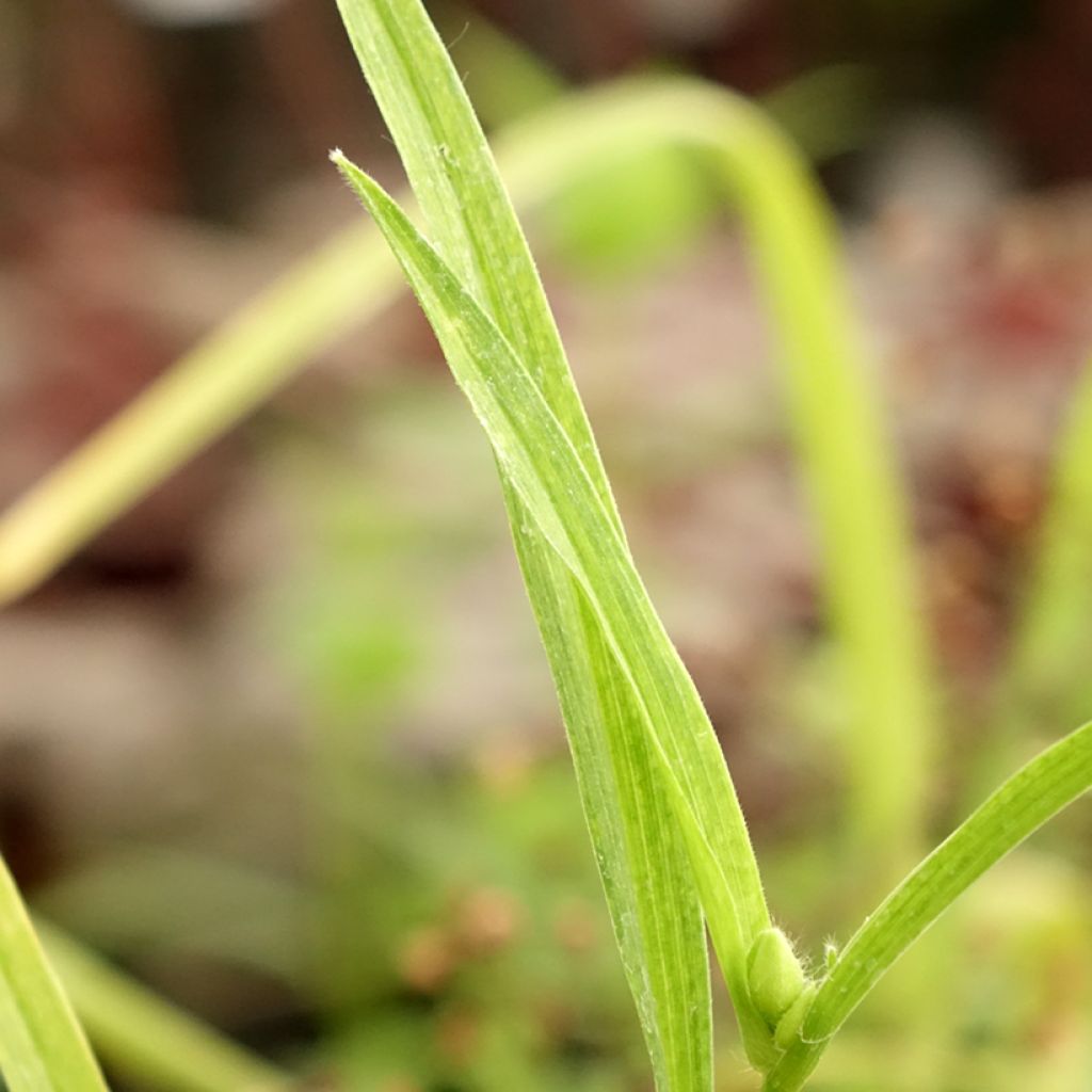 Tradescantia andersoniana Bilberry Ice