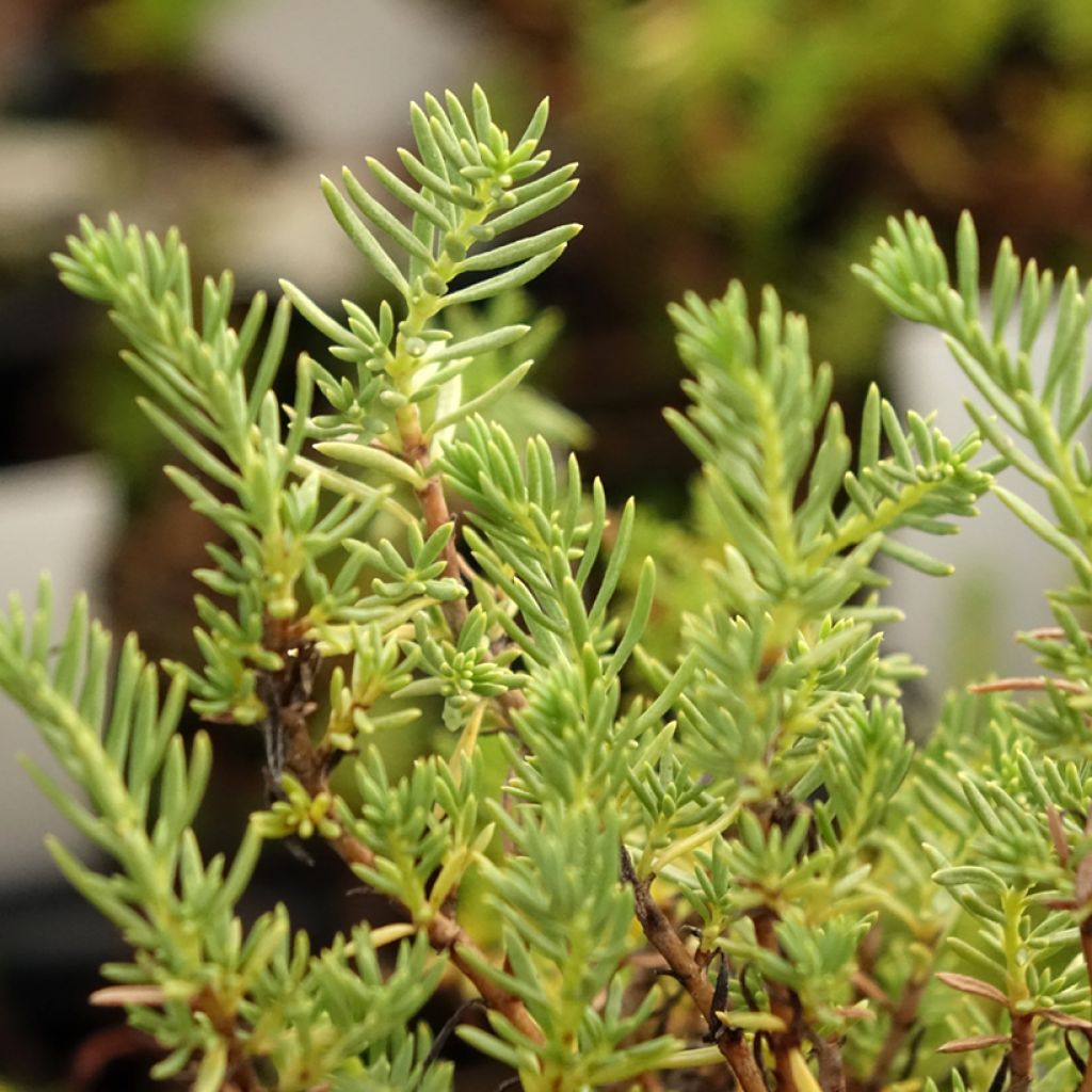 Epilobium angustifolium Album