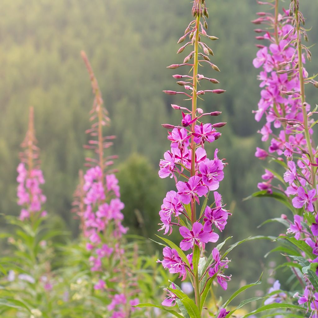 Epilobium angustifolium