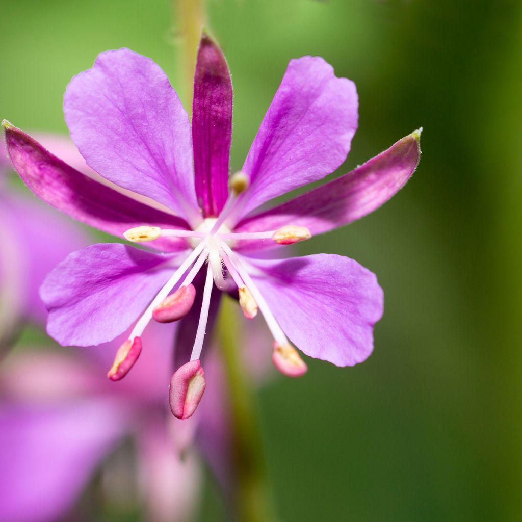Epilobium angustifolium