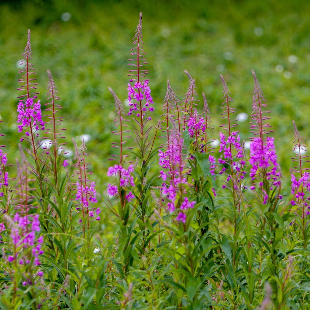 Epilobium angustifolium