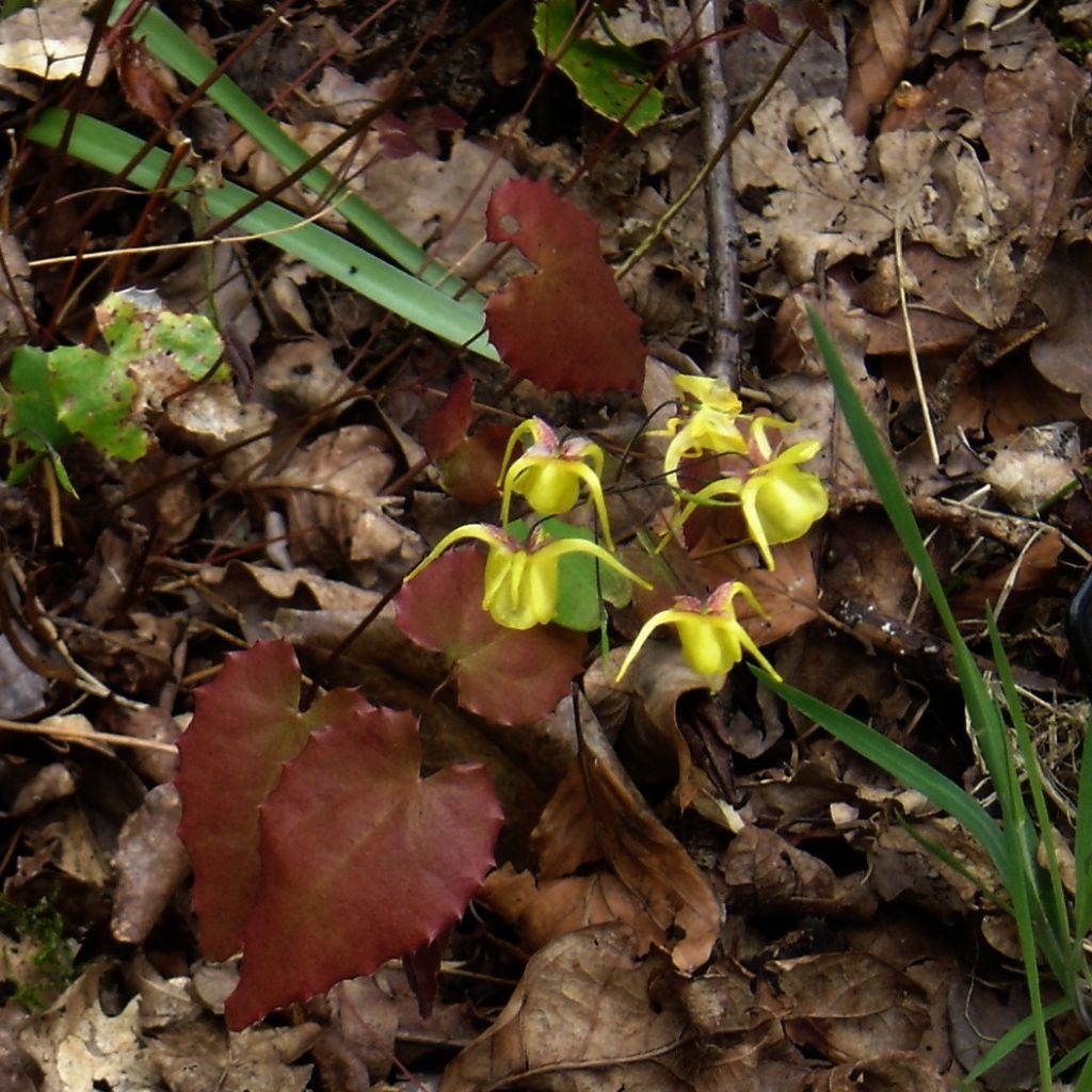 Epimedium davidii, Fleur des elfes