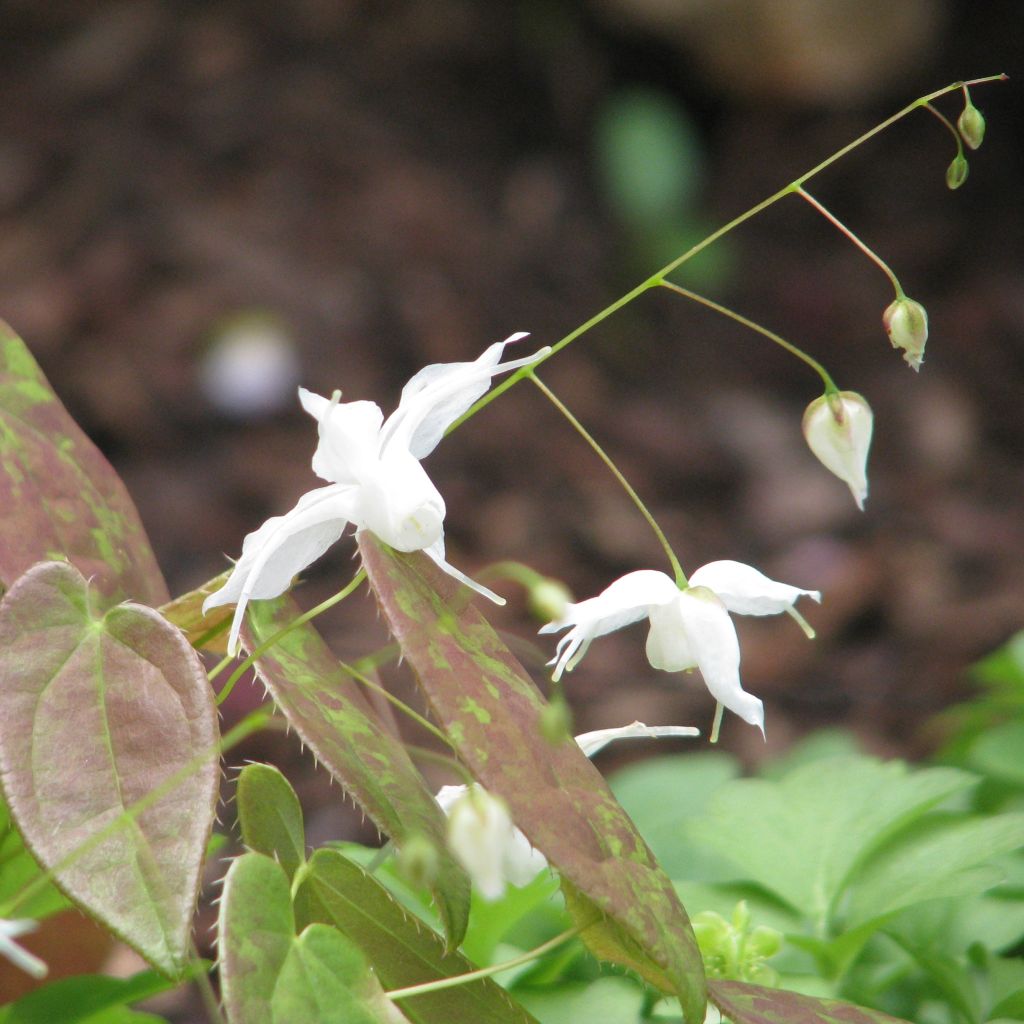 Epimedium ogisui, Fleur des elfes