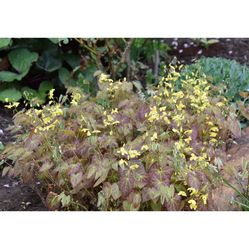 Epimedium perralchicum Frohnleiten