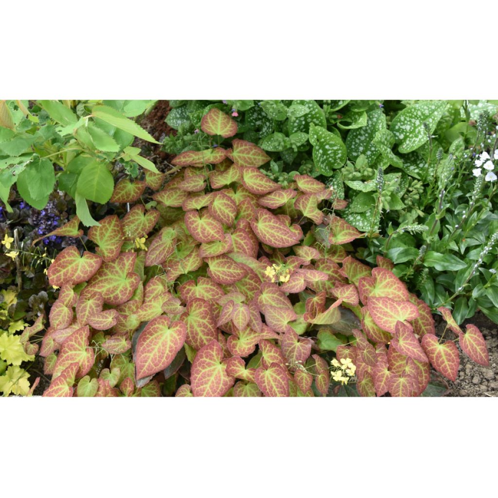 Epimedium perralchicum Frohnleiten