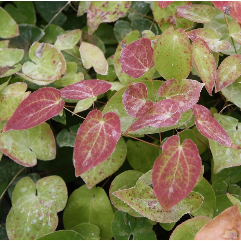 Epimedium pinnatum subsp. colchicum
