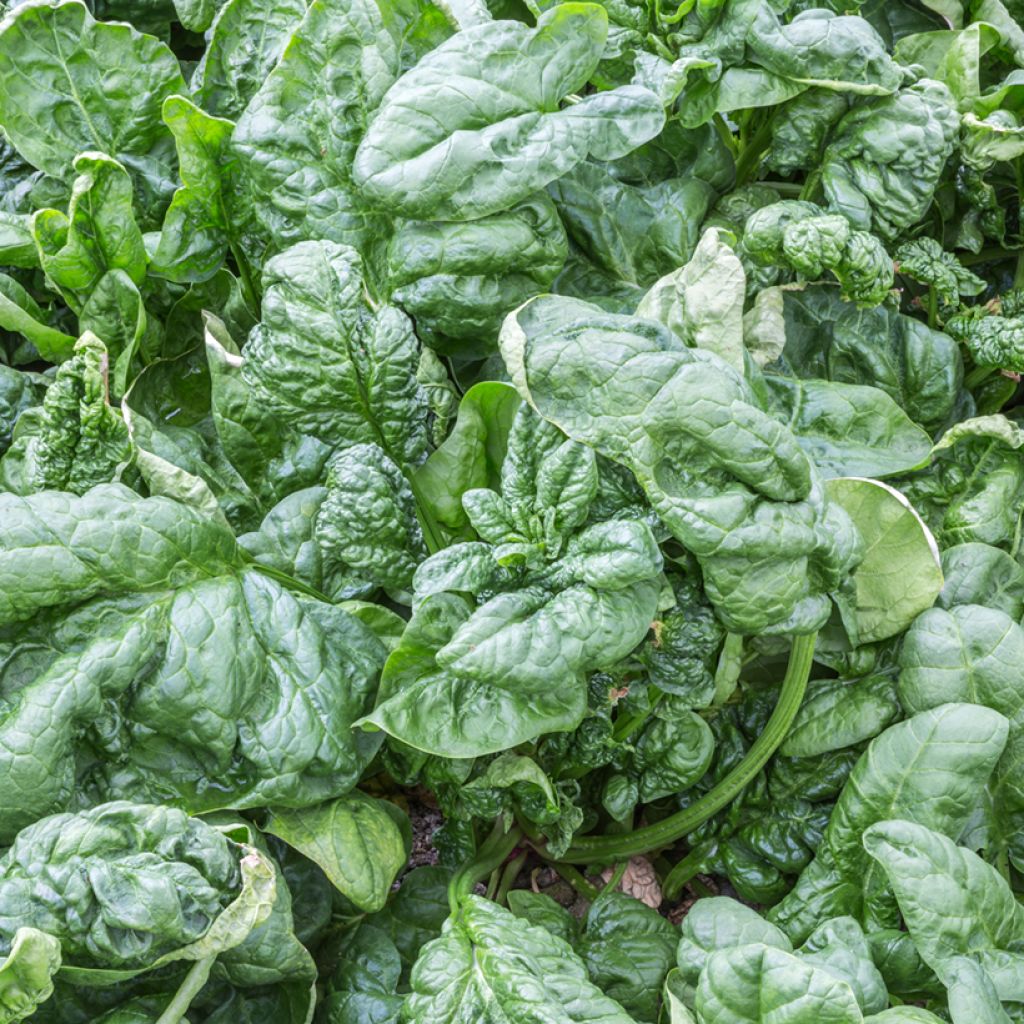 Espinafre Parys F1 híbrido F1 Vilmorin