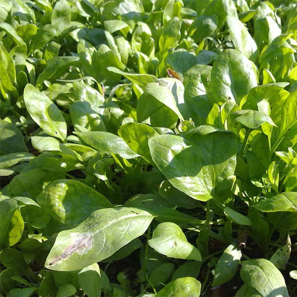 Espinafre Palco F1 Bio