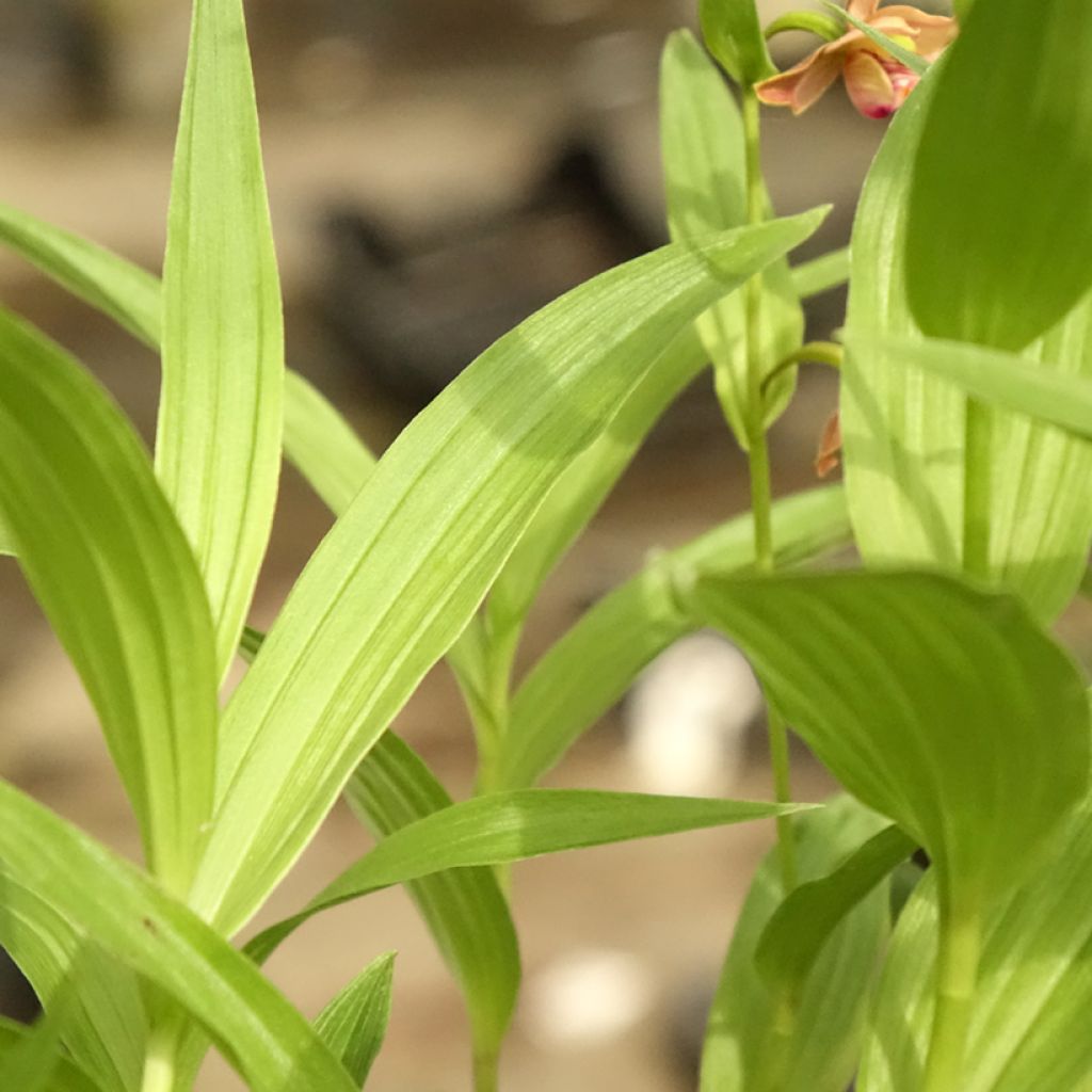 Epipactis thunbergii × gigantea