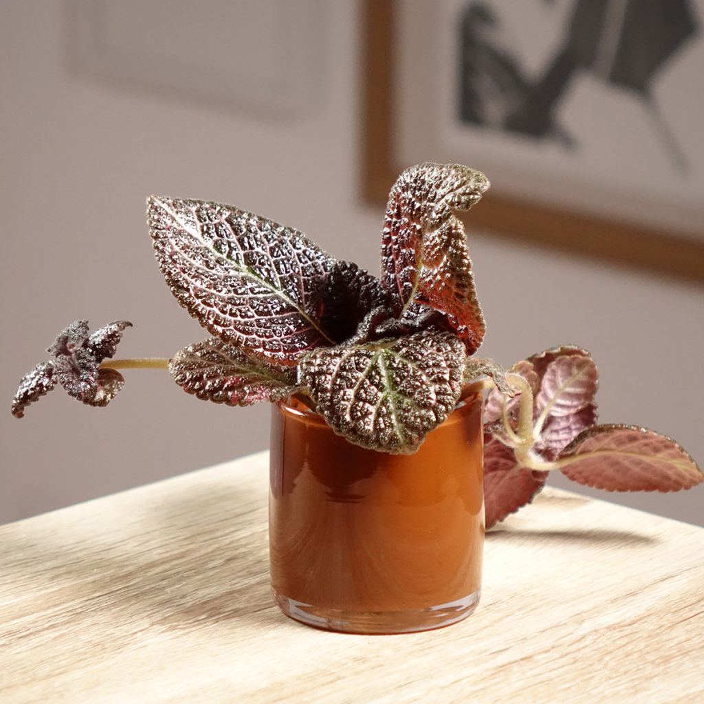 Episcia cupreata Country Brilliance