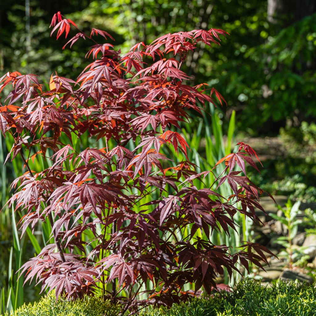 Ácer-do-japão Atropurpureum - Acer palmatum