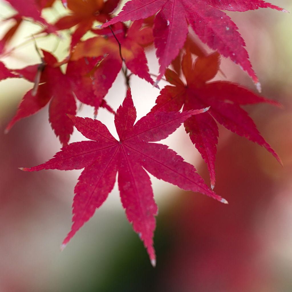 Ácer-do-japão Atropurpureum - Acer palmatum