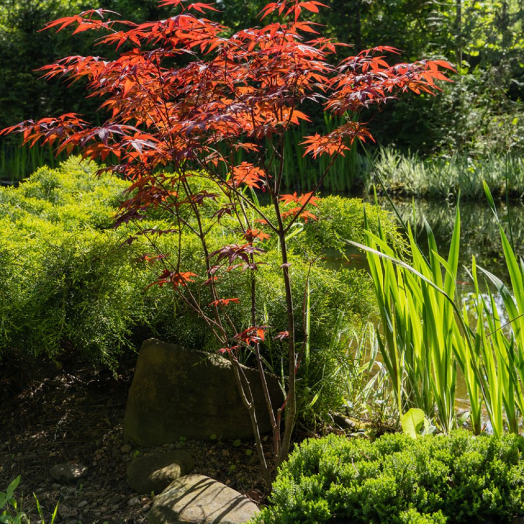 Ácer-do-japão Atropurpureum - Acer palmatum