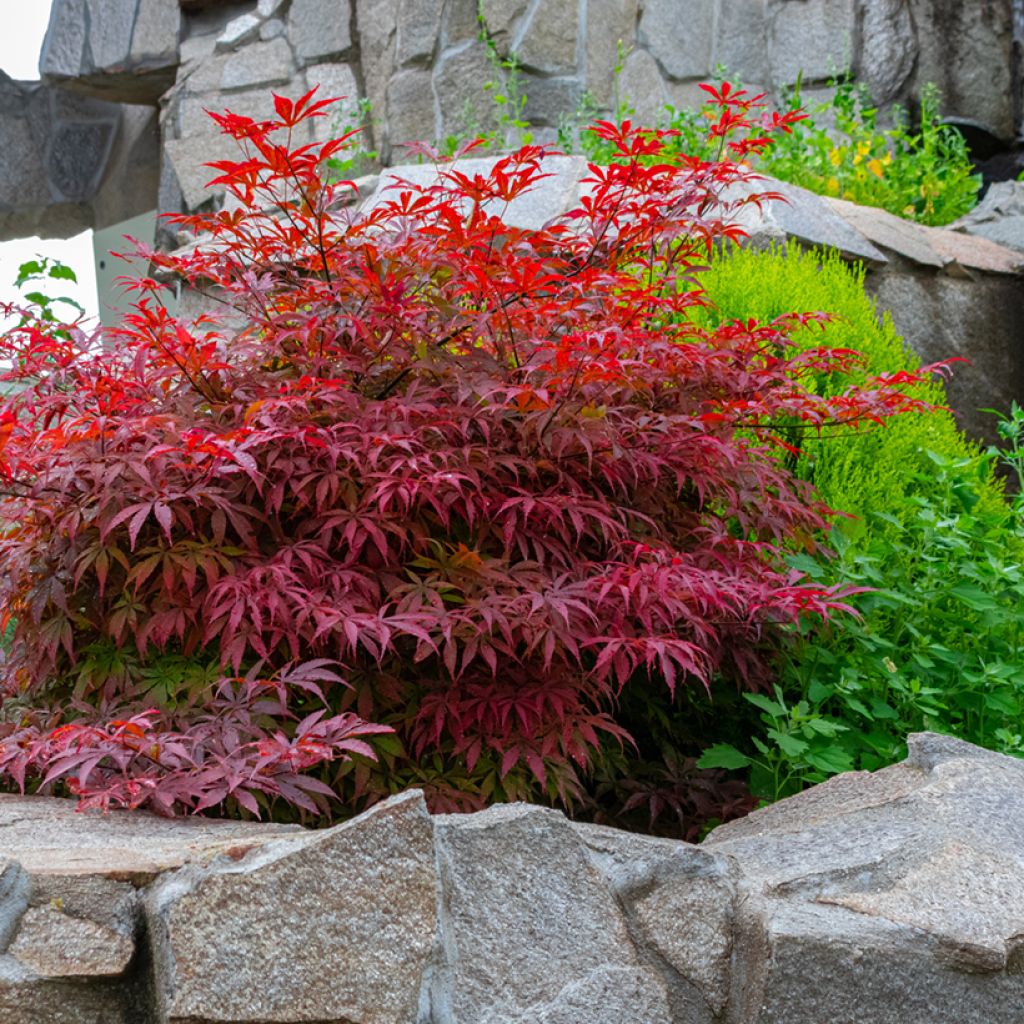 Ácer-do-japão Bloodgood - Acer palmatum