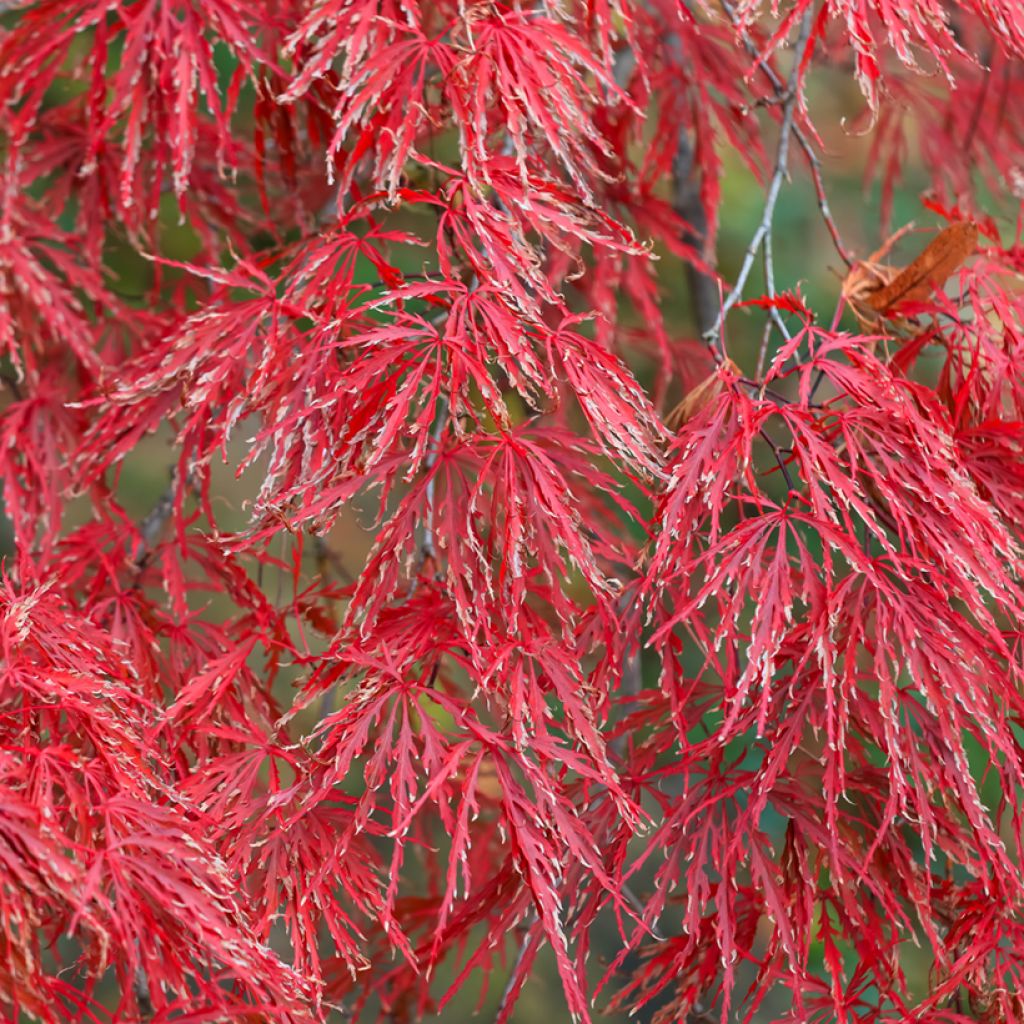 Ácer-do-japão Crimson Queen - Acer palmatum var. dissectum
