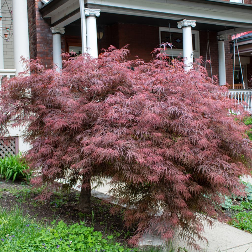 Ácer-do-japão Crimson Queen - Acer palmatum var. dissectum
