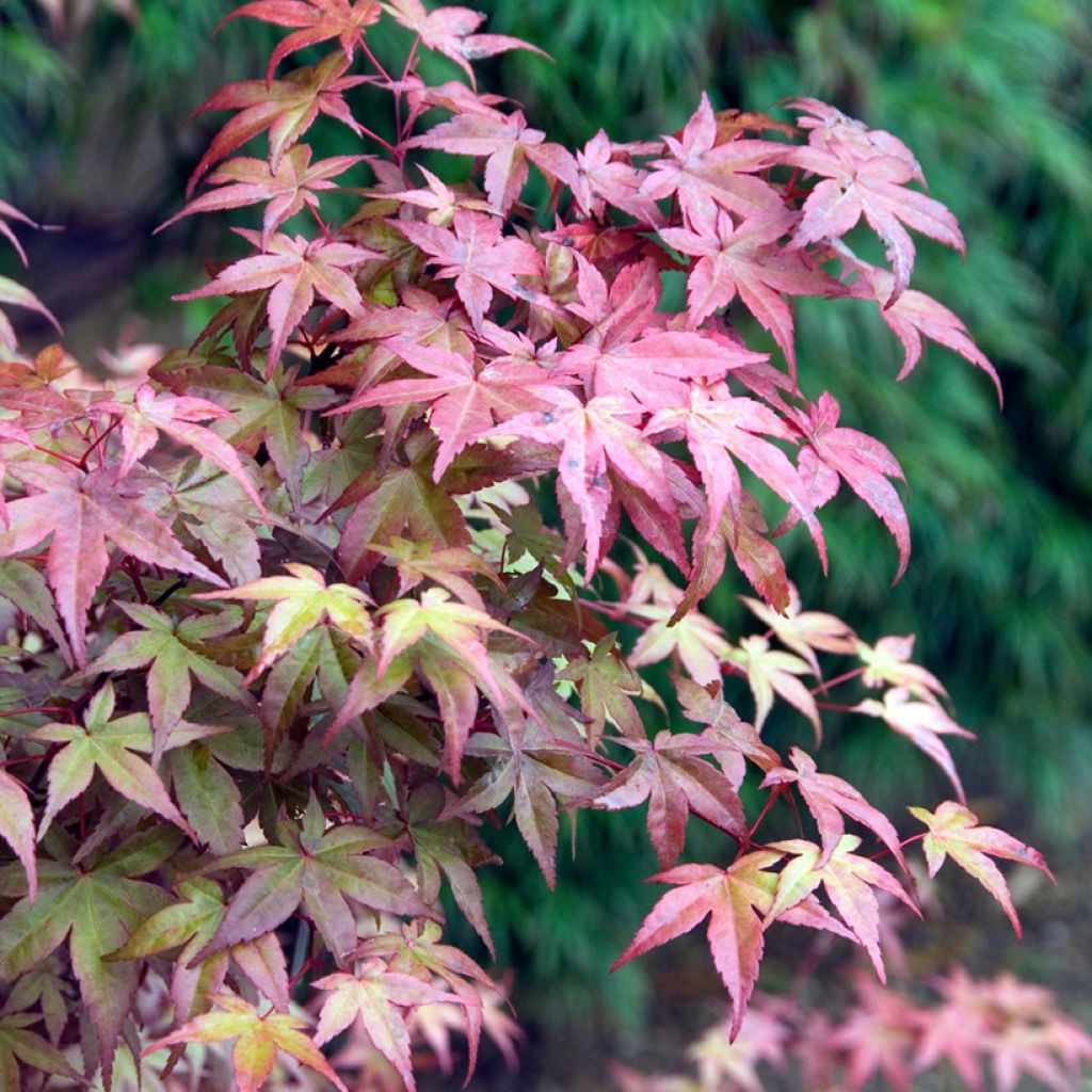 Ácer-do-japão Deshojo - Acer palmatum
