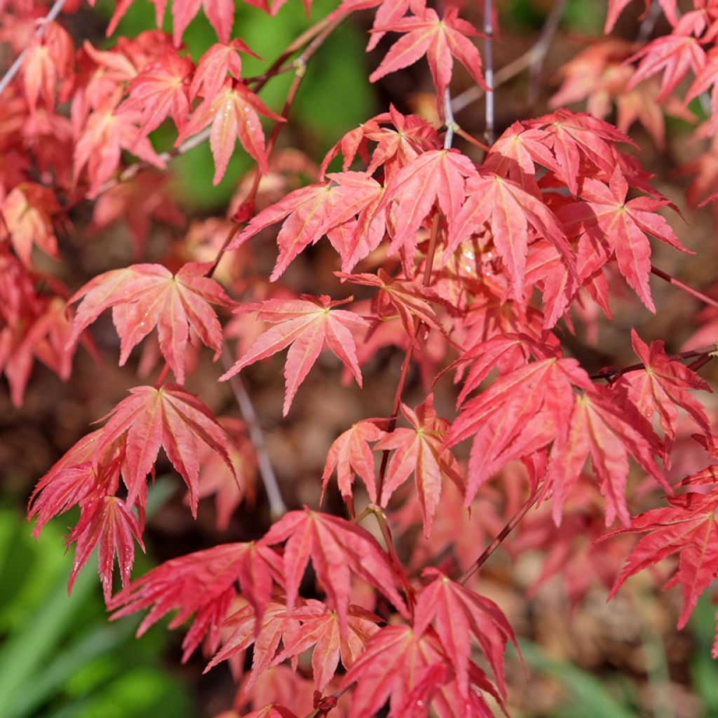 Ácer-do-japão Deshojo - Acer palmatum