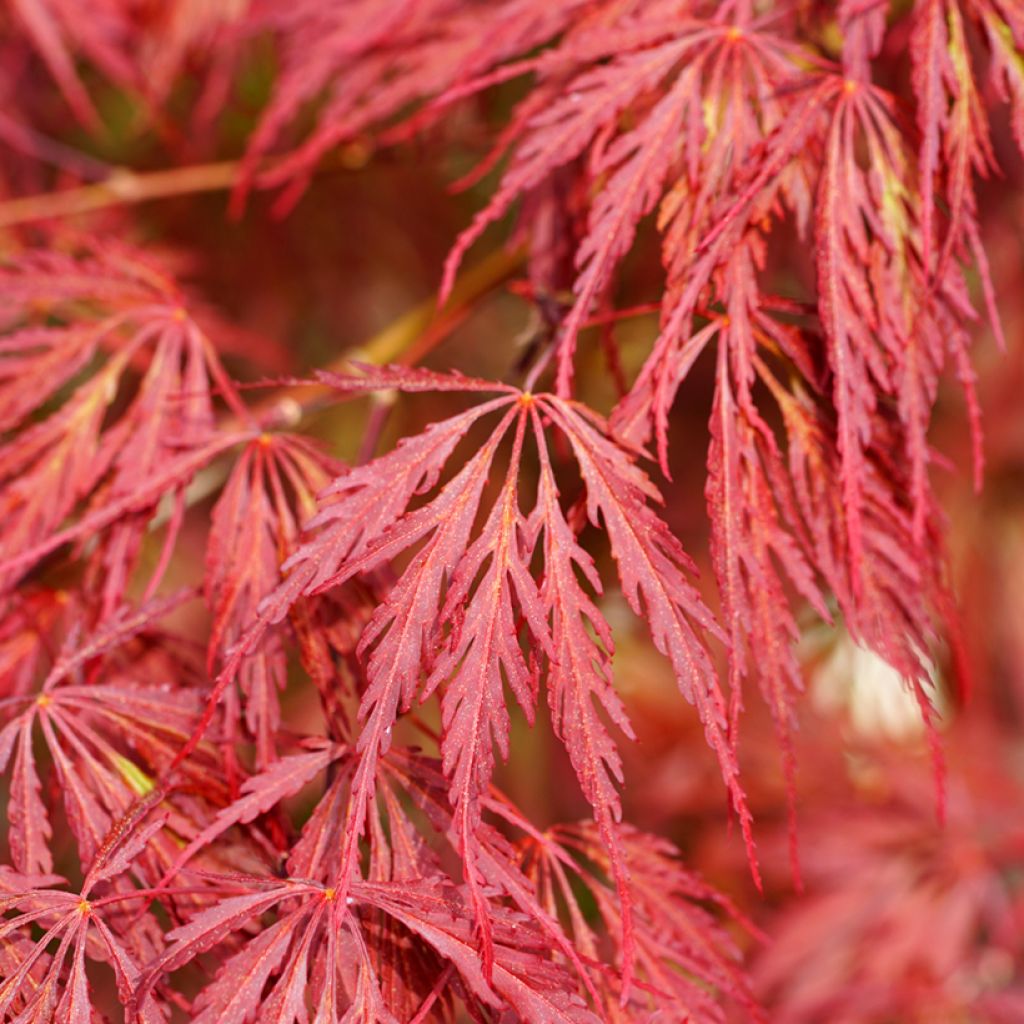 Ácer-do-japão Dissectum Garnet - Acer palmatum