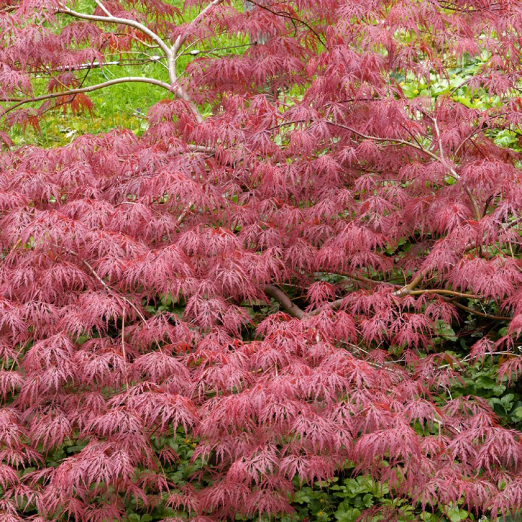 Ácer-do-japão Dissectum Garnet - Acer palmatum