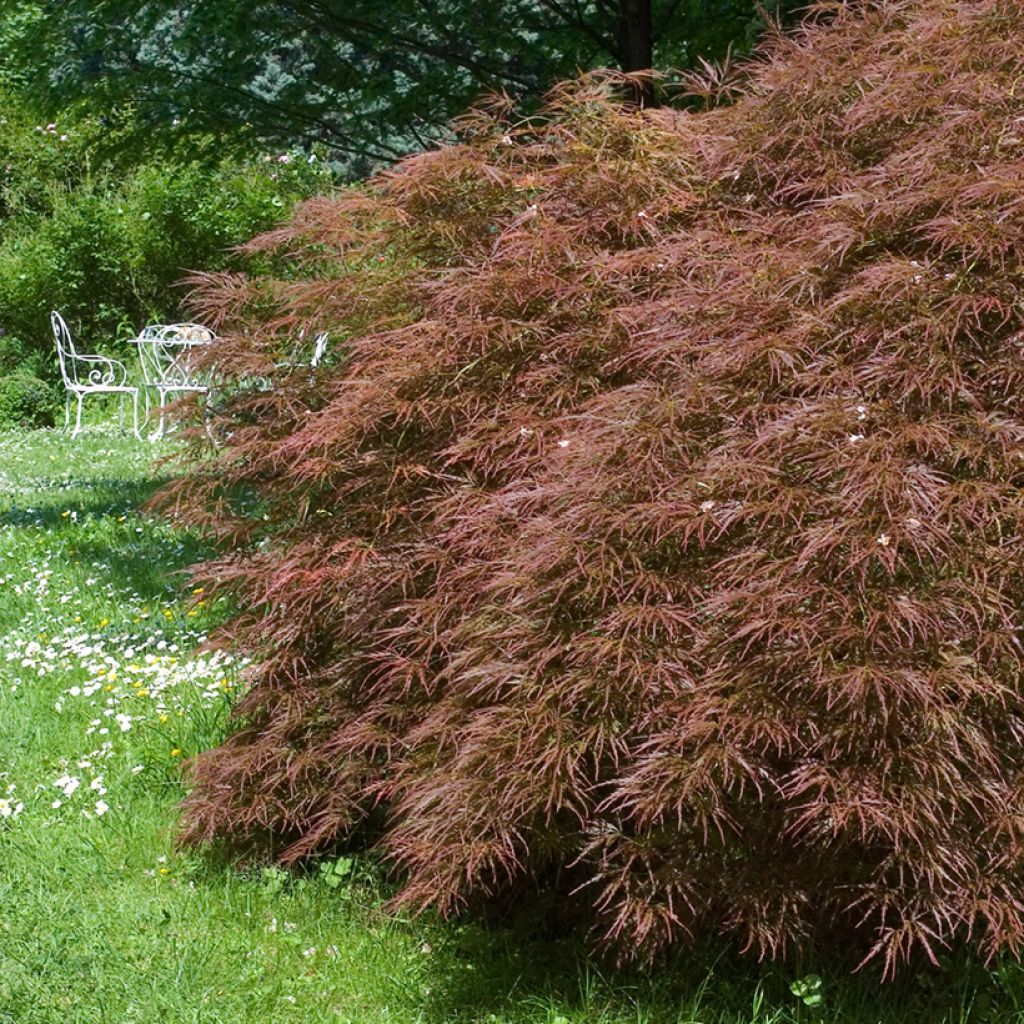 Ácer-do-japão Dissectum Garnet - Acer palmatum