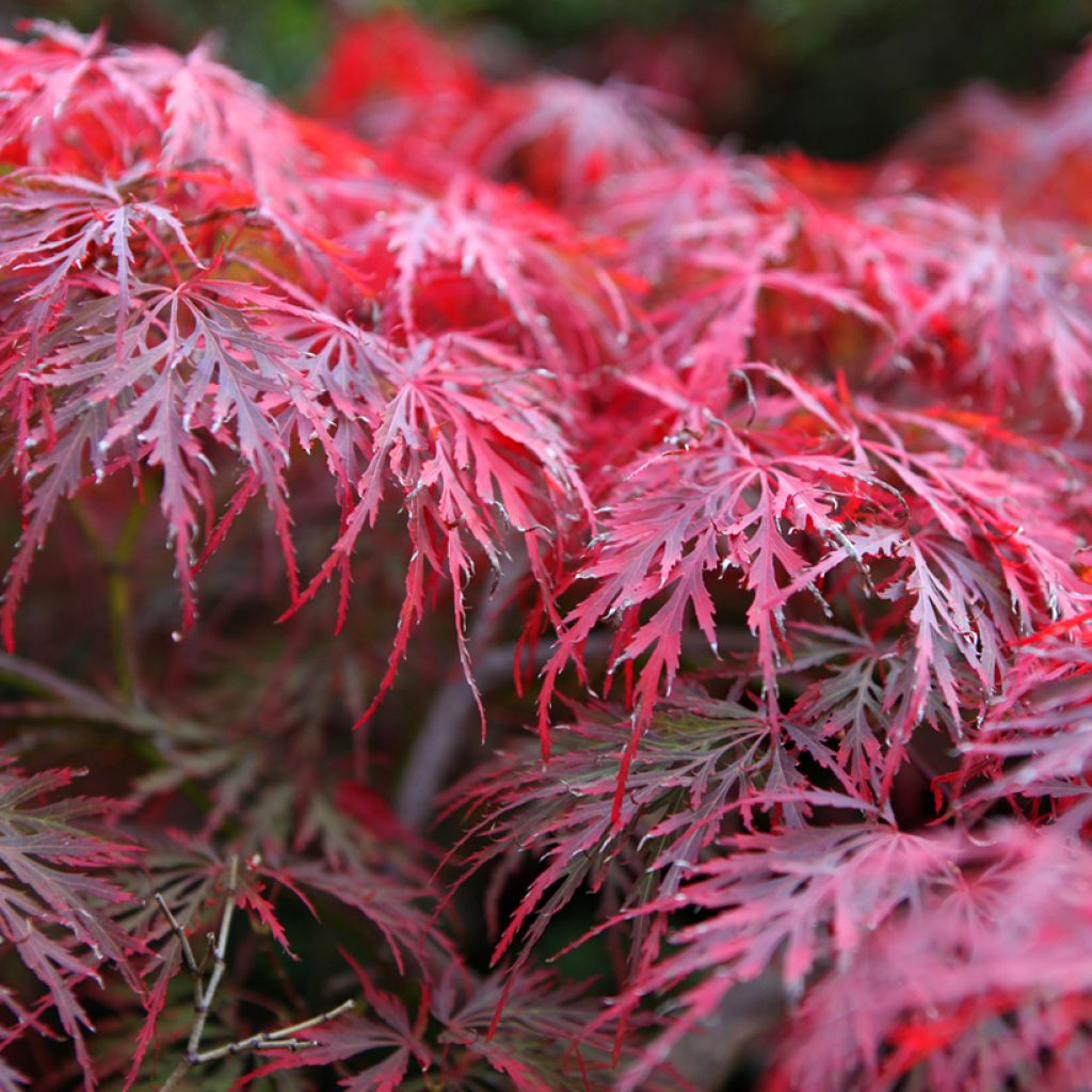 Ácer-do-japão Dissectum Garnet - Acer palmatum