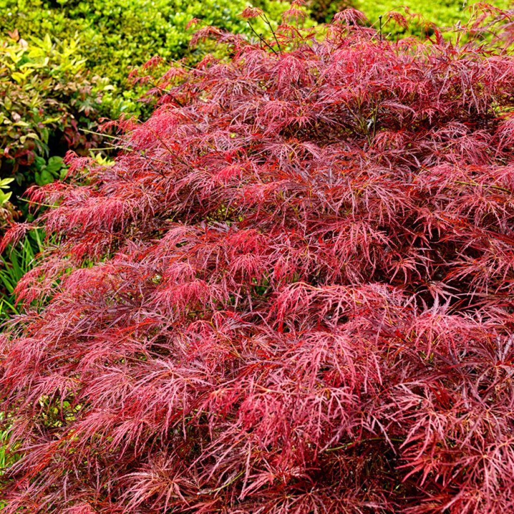 Ácer-do-japão Dissectum Garnet - Acer palmatum