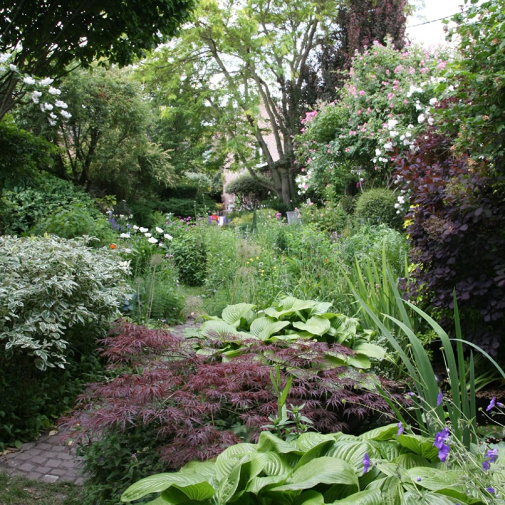 Ácer-do-japão Dissectum Garnet - Acer palmatum