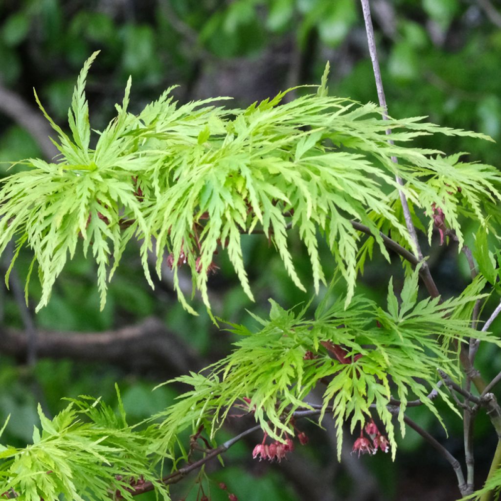 Ácer-do-japão Dissectum Viridis - Acer palmatum
