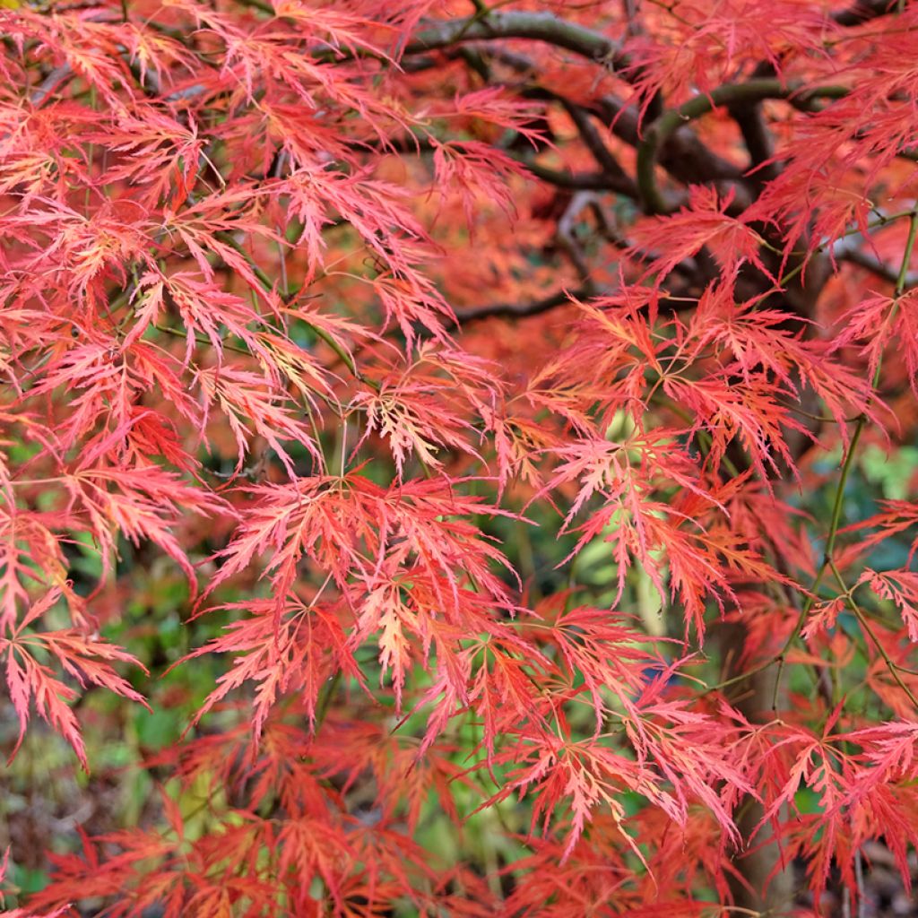 Ácer-do-japão Dissectum Viridis - Acer palmatum