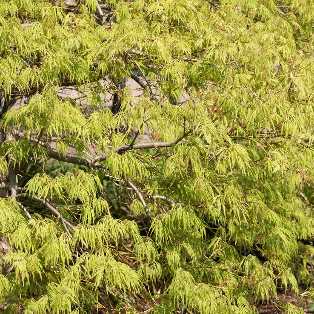 Ácer-do-japão Dissectum Viridis - Acer palmatum