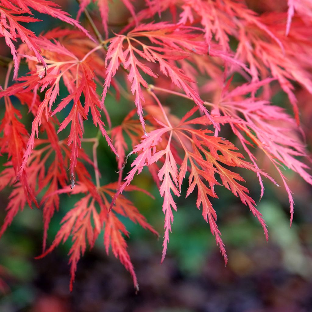 Ácer-do-japão Dissectum Viridis - Acer palmatum