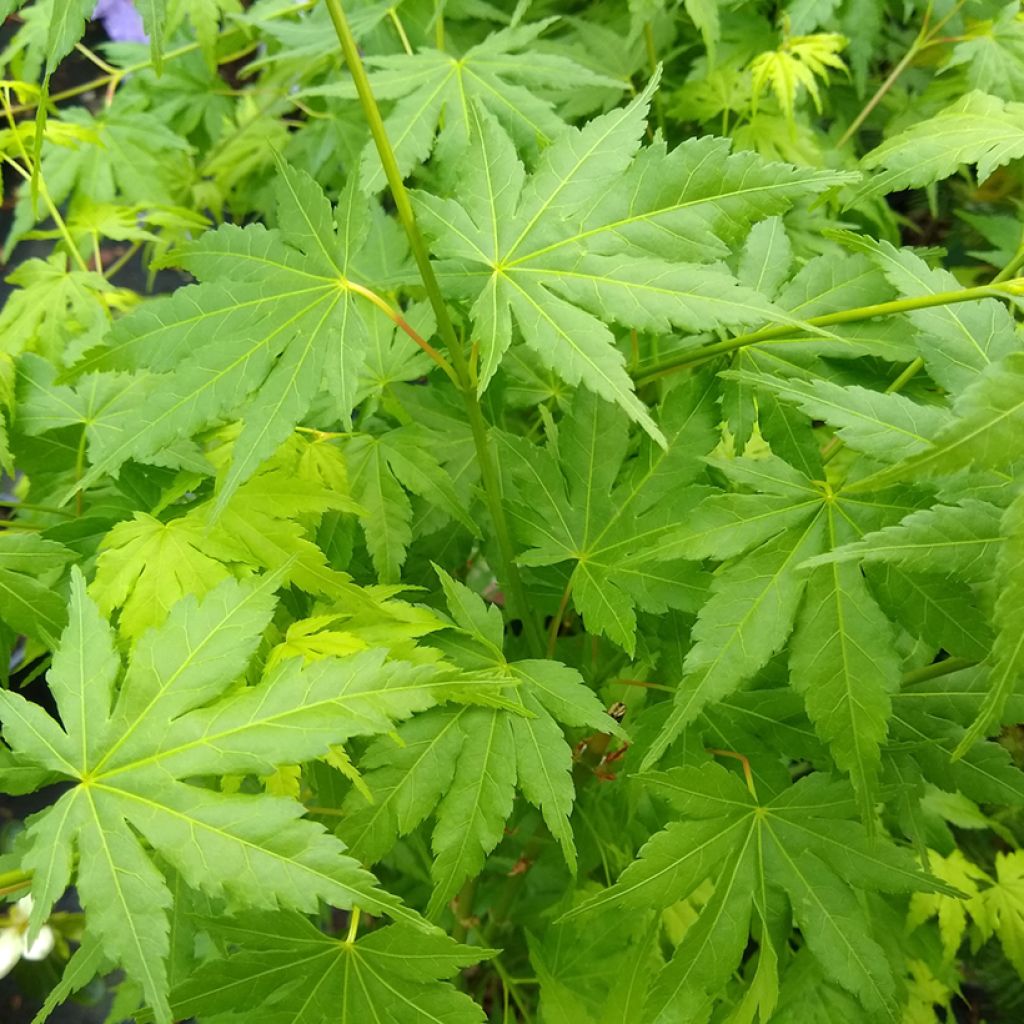 Ácer-do-japão Going Green® - Acer palmatum