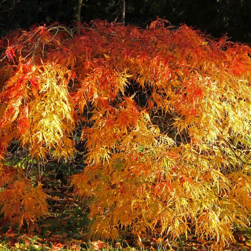 Ácer-do-japão Orange Flame - Acer palmatum