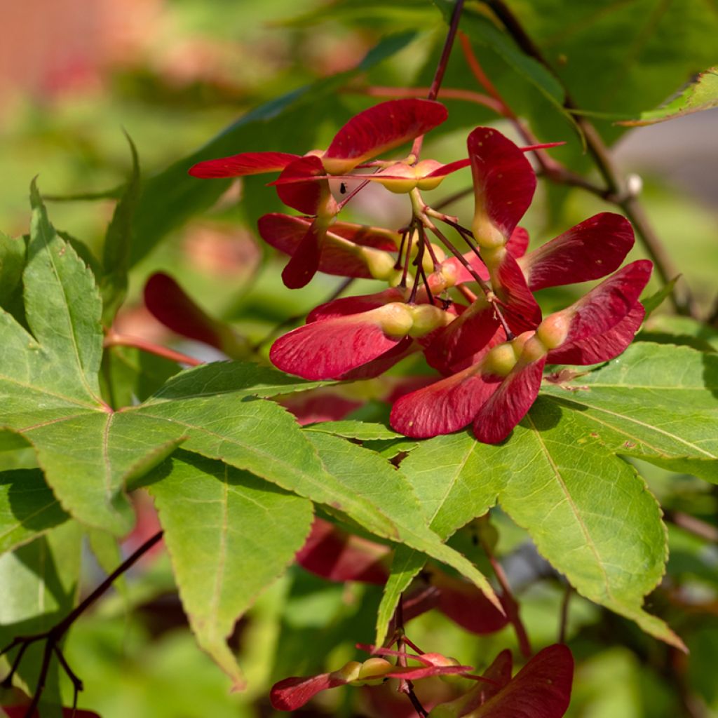 Ácer-do-japão Osakazuki - Acer palmatum