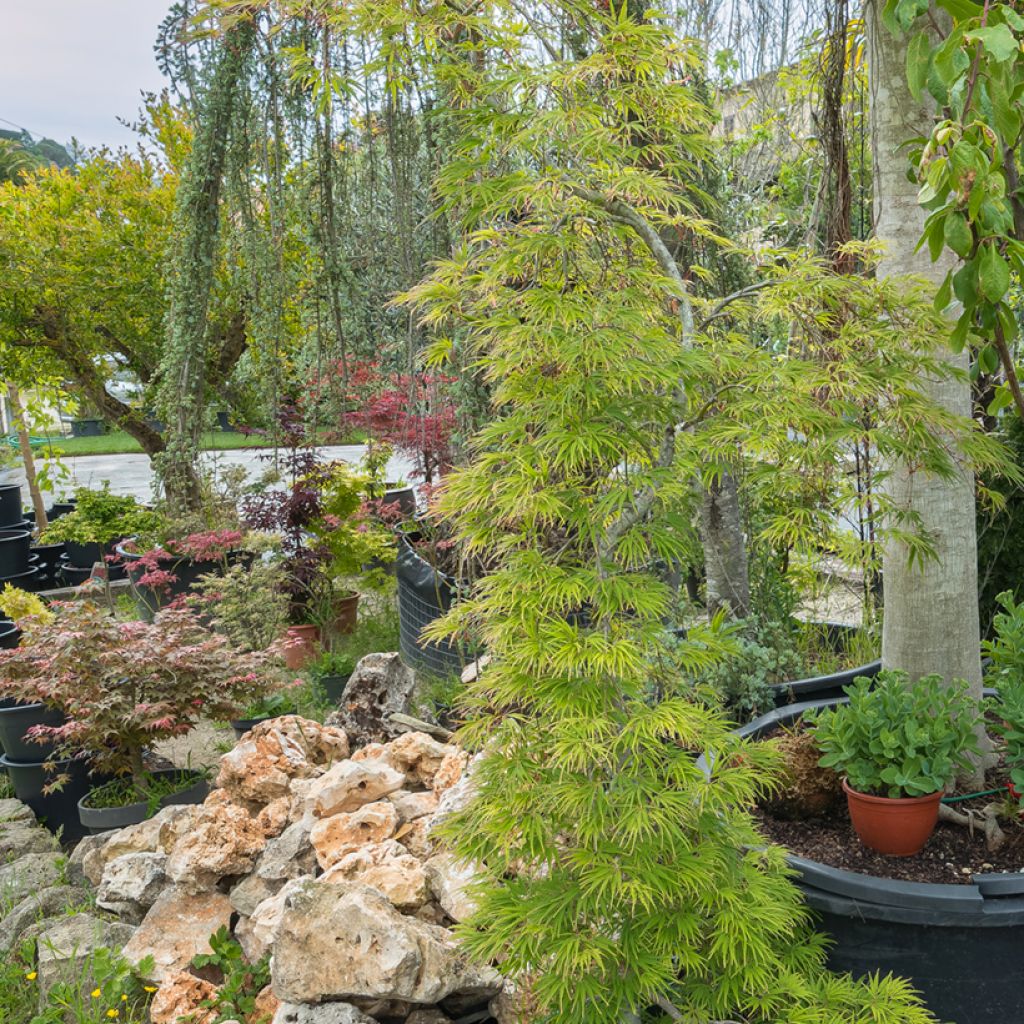 Ácer-do-japão Seiryu - Acer palmatum