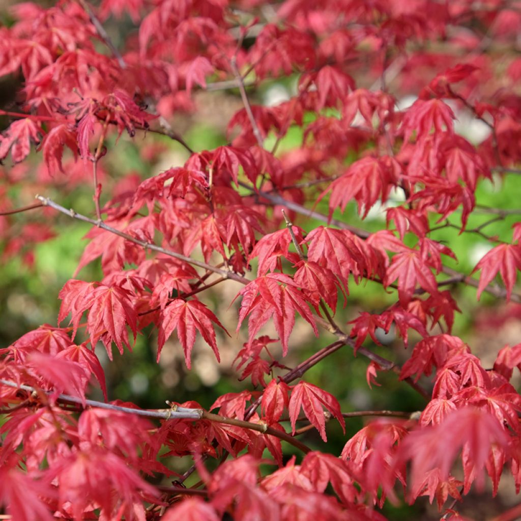 Ácer-do-japão Shindeshojo - Acer palmatum