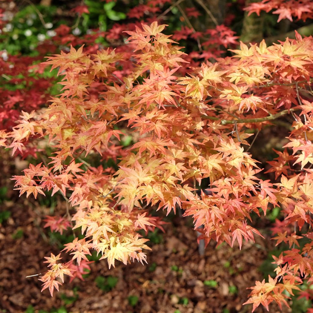 Ácer-do-japão Shindeshojo - Acer palmatum