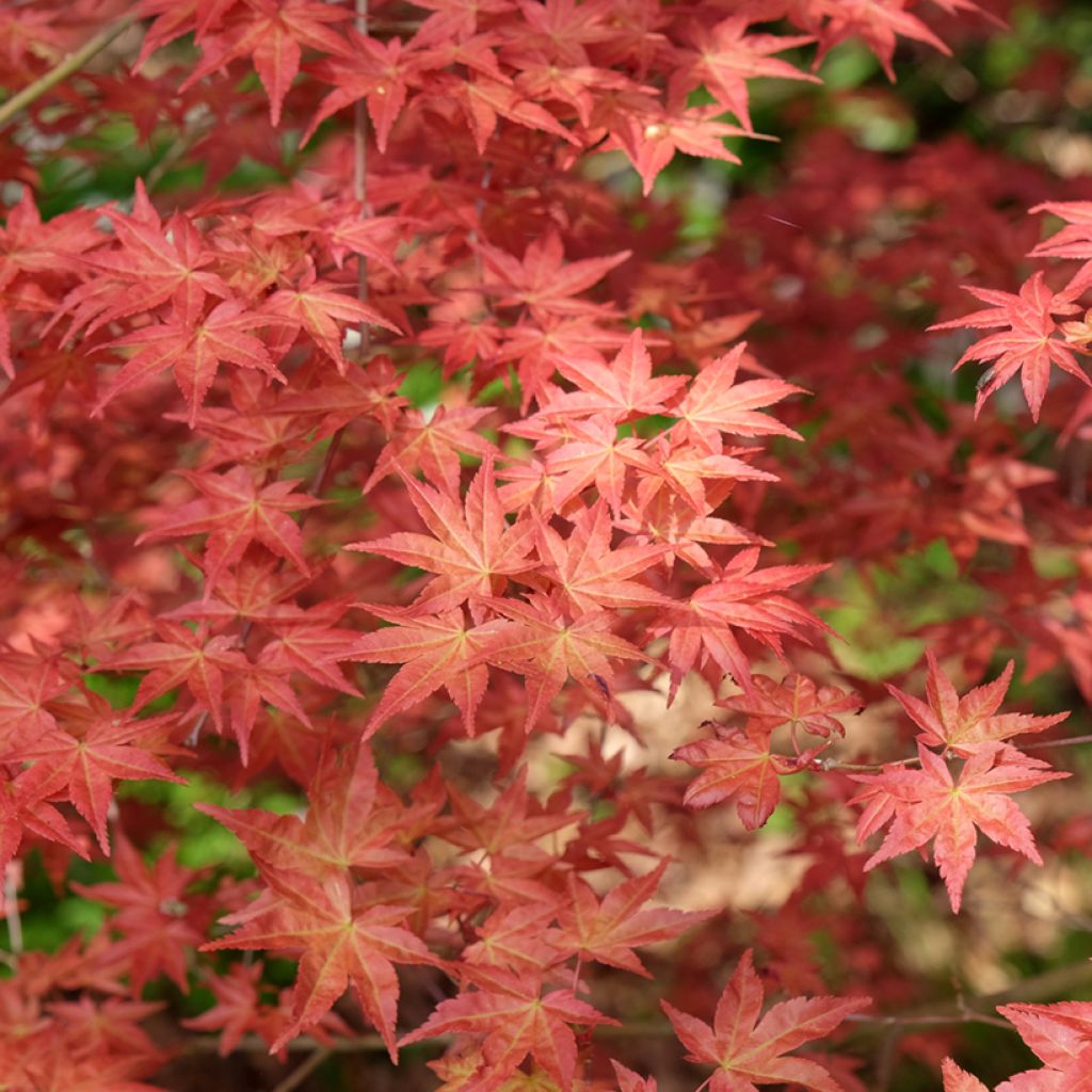 Ácer-do-japão Shindeshojo - Acer palmatum