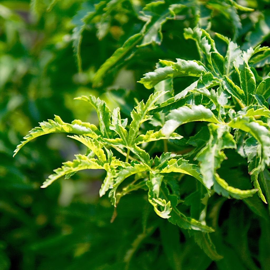 Ácer-do-japão Shishigashira - Acer palmatum