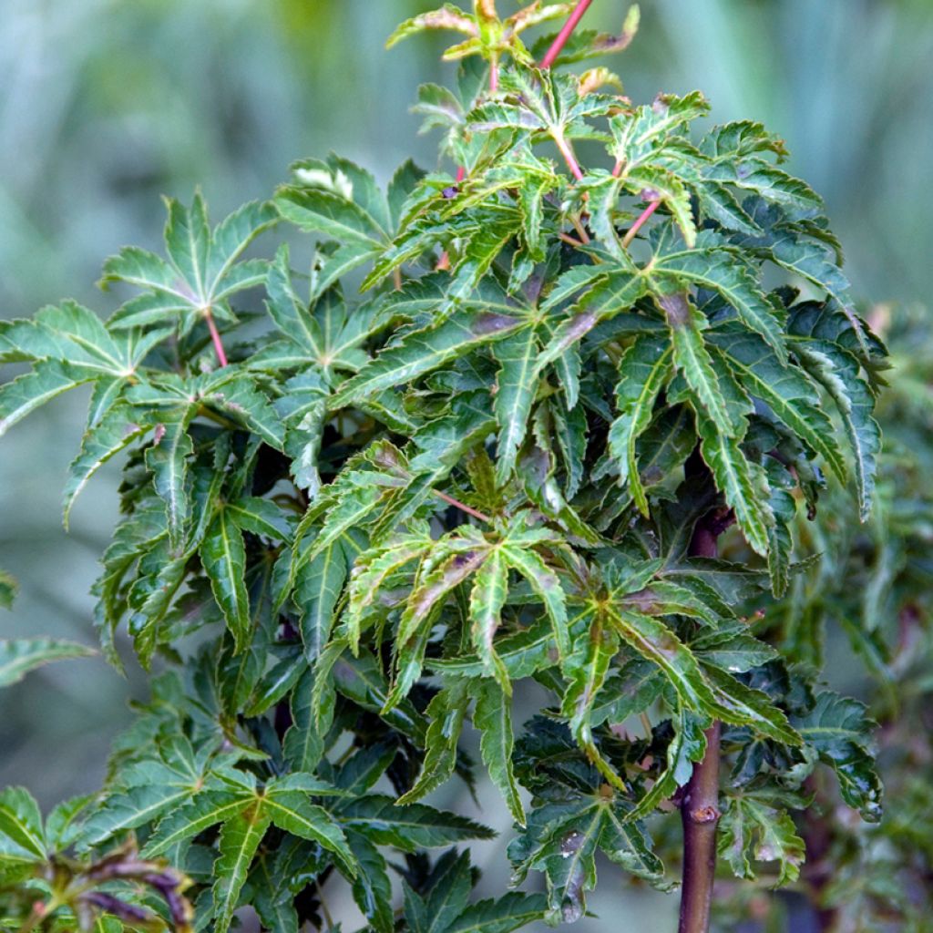 Ácer-do-japão Shishigashira - Acer palmatum