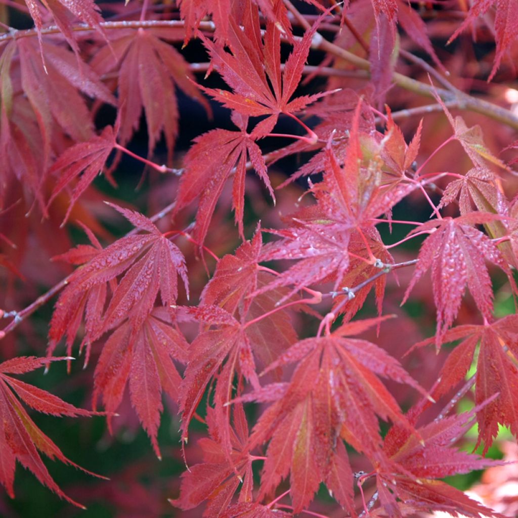 Ácer-do-japão Trompenburg - Acer palmatum