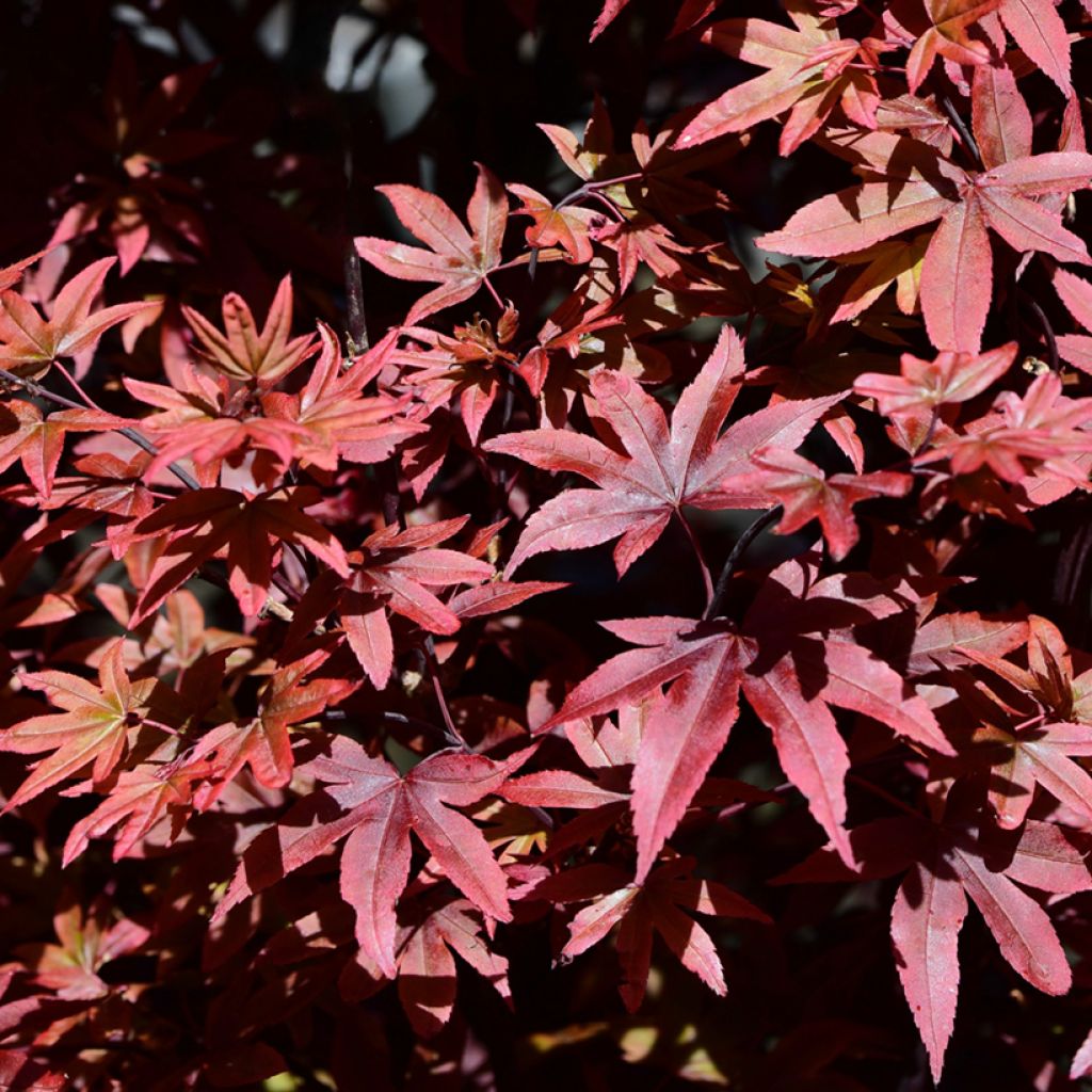 Ácer-do-japão Twomblys Red Sentinel - Acer palmatum