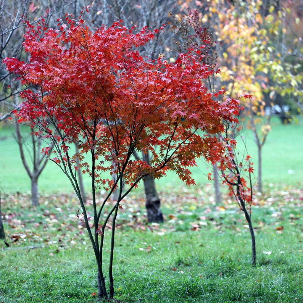 Ácer-do-japão - Acer palmatum