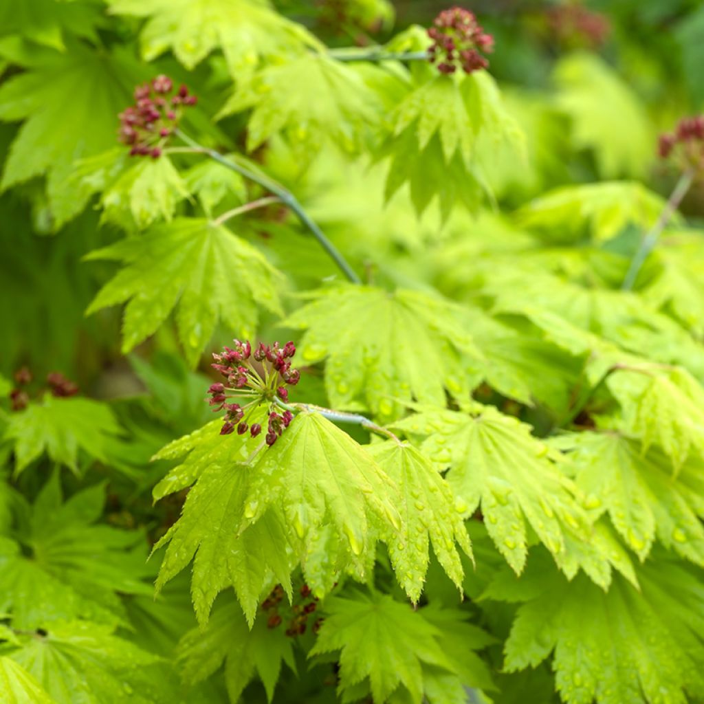 Ácer-do-japão Aureum - Acer shirasawanum