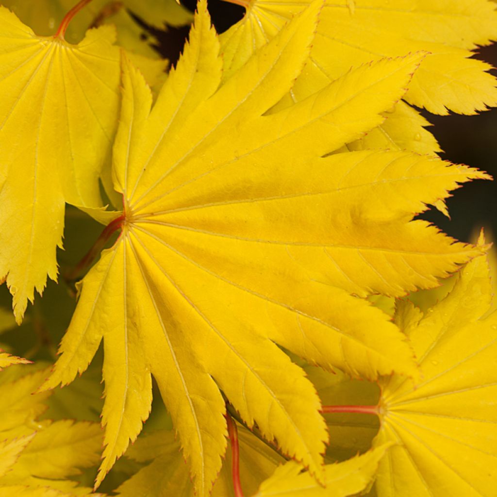 Ácer-do-japão Aureum - Acer shirasawanum
