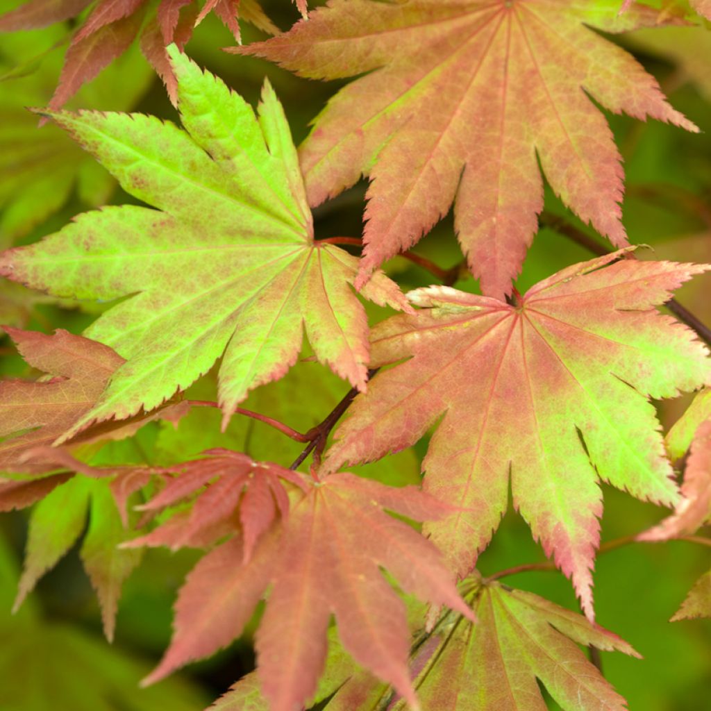 Ácer-do-japão Autumn moon - Acer shirasawanum