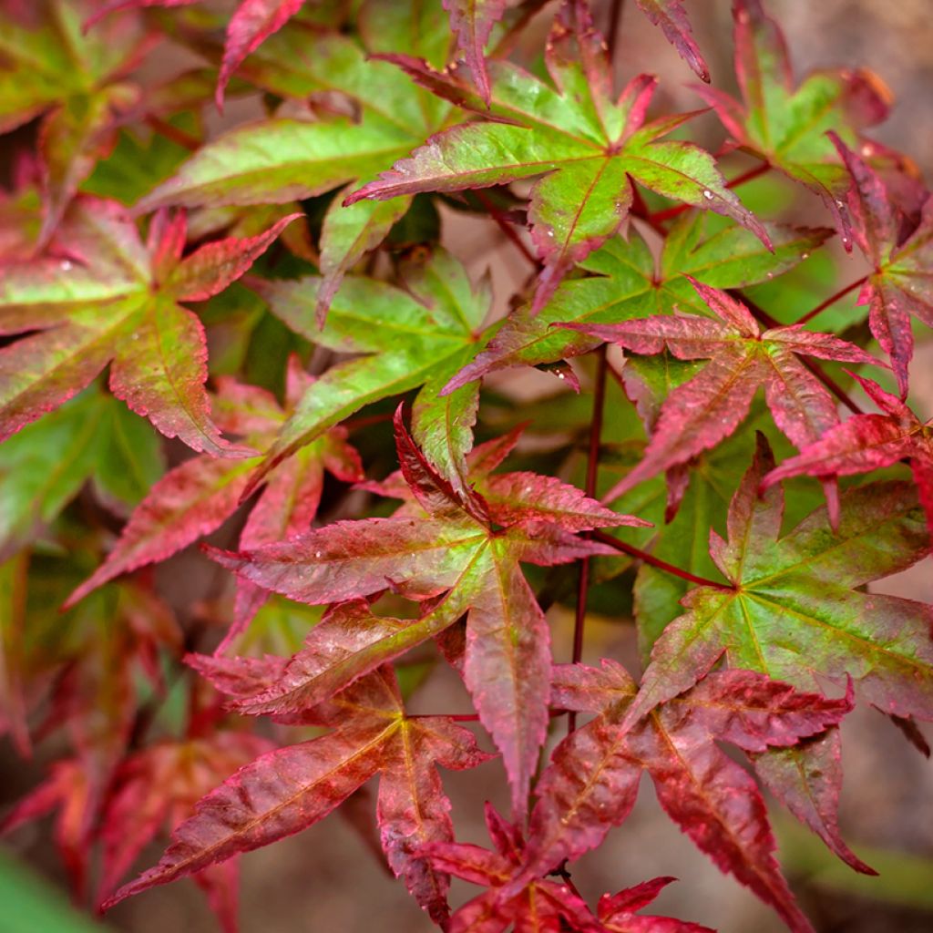 Ácer-do-japão Beni Maiko - Acer palmatum